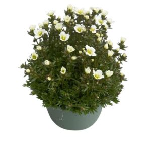 Saxifraga White Pixie Saxifraga 'White'
(1 Plants/Order)(17cmP 25cmH)