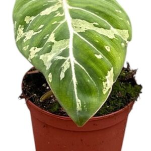 Philodendron Philodendron Gloriosum Snow Leopard
(9 Plants/Order)(10.5cmP 15cmH)
