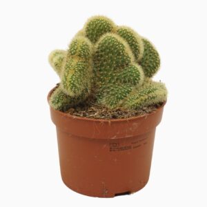 Cactus Hildewintera aureispina `Cristata` 10,5 cm
(10 Plants/Order)(10.5cmP 15cmH)