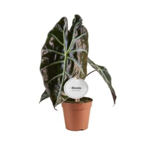 Alocasia Alocasia Suhirmaniana Red Petiole
(10 Plants/Order)(12cmP 40cmH)