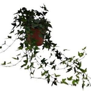 Hedera Shamrock Hedera helix Shamrock - medium long
(10 Plants/Order)(13cmP 50cmH)