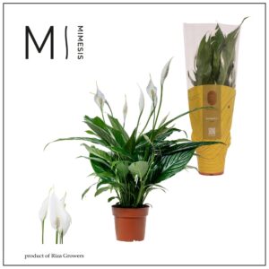 Spathiphyllum Sweet Benito Mimesis Spathipyllum Sweet Benito - 13 cm
(11 Plants/Order)(13cmP 55cmH)