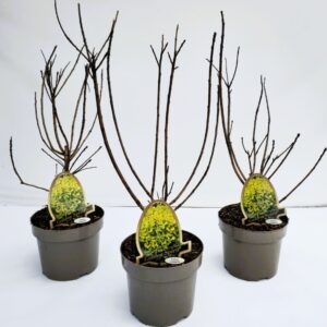 Cotinus Golden Spirit Cotinus coggygria ''Golden Spirit''
(1 Plants/Order)(20cmP 45cmH)