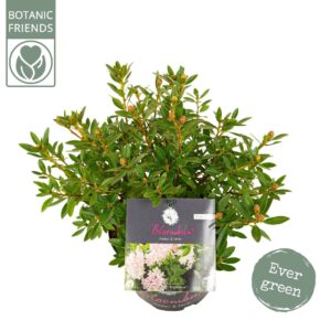 Rhododendron Rhododendron 'Bloombux' Pink
(6 Plants/Order)(17cmP 35cmH)