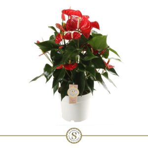 Anthurium Red Champion Red Champion 17cm
(1 Plants/Order)(17cmP 60cmH)