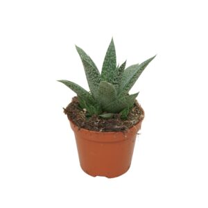 Gasteria Gasteria d'grey moon 5,5 cm
(20 Plants/Order)(5.5cmP 8cmH)