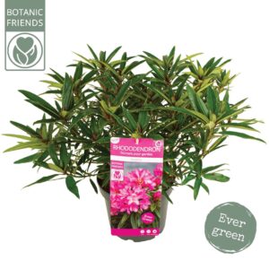 Rhododendron Rhododendron 'Graziella'
(1 Plants/Order)(23cmP 35cmH)