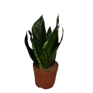 Sansevieria Hahnii Sansevieria Silver flame
(18 Plants/Order)(9cmP 25cmH)