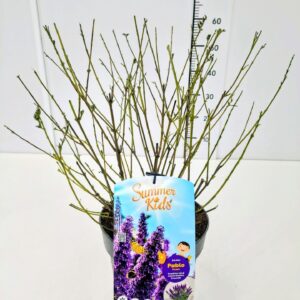Buddleja Buddleja d. 'Summer Kids® Pablo Purple' C5
(1 Plants/Order)(23cmP 50cmH)