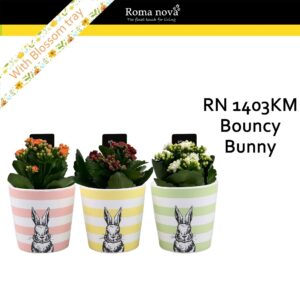 Kalanchoe 1403KM - Bouncy Bunny (Kalanchoe mix)
(8 Plants/Order)(10cmP 17cmH)