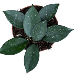 Hoya Hoya sp Vietnam
(9 Plants/Order)(10.5cmP 15cmH)