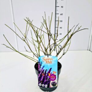 Buddleja Buddleja d. 'Summer Kids® Romy' C5
(1 Plants/Order)(23cmP 50cmH)