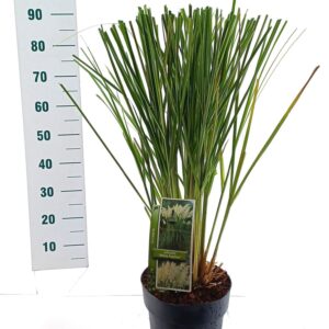 Cortaderia selloana Cortaderia selloana 'White Feather'
(1 Plants/Order)(23cmP 90cmH)