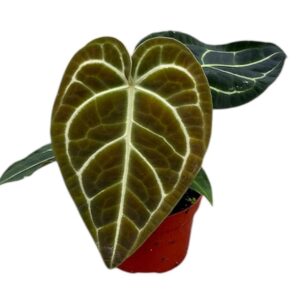 Anthurium Leaf Anthurium Regale
(9 Plants/Order)(10.5cmP 16cmH)