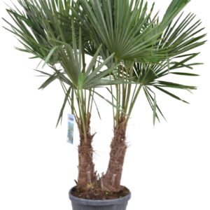 Trachycarpus fortunei Trachycarpus fortunei P40 2PP
(1 Plants/Order)(40cmP 180cmH)