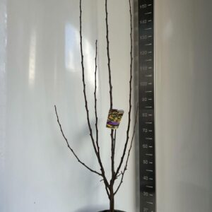 Malus Malus Golden Hornet Malus 'Golden Hornet'
(1 Plants/Order)(29cmP 110cmH)