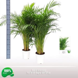 Chrysalidocarpus Dypsis lutescens
(1 Plants/Order)(19cmP 110cmH)
