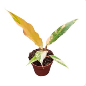 Philodendron Philodendron Caramel Marble
(5 Plants/Order)(10.5cmP 25cmH)