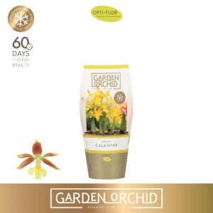 Calanthe Garden Orchid Calanthe 5+
(10 Plants/Order)(12cmP 35cmH)