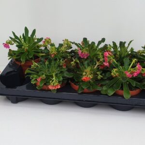 Lewisia cotyledon Lewisia cotyledon
(10 Plants/Order)(10.5cmP 10cmH)