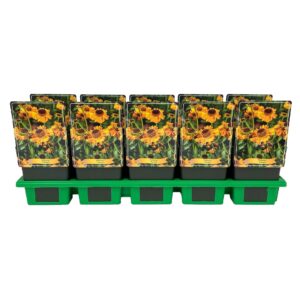 Helenium Helenium 'Carmen' P11
(10 Plants/Order)(11cmP 25cmH)
