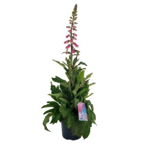 Digitalis purpurea Hanabee Pink Digitalis 'Hanabee Pink p17 (PT)
(1 Plants/Order)(17cmP 80cmH)