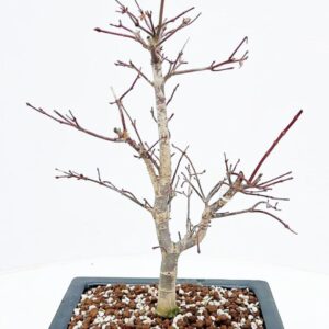 Acer palmatum Deshojo Acer palmatum deshojo, Pot 23cm.
(2 Plants/Order)(23cmP 45cmH)