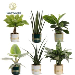 Indoor plants Groenmix Miami (diverse soorten) in Pot Lauri
(6 Plants/Order)(12cmP 40cmH)