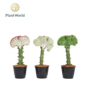 Euphorbia Cristata Euphorbia lactea 'Cristata' mix 10,5cm
(10 Plants/Order)(10.5cmP 30cmH)