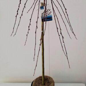 Salix caprea Kilmarnock Salix Kilmarnock stam 80
(1 Plants/Order)(21cmP 110cmH)