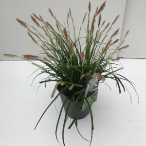 Carex oshimensis Carex 'Evergreen'
(6 Plants/Order)(17cmP 30cmH)