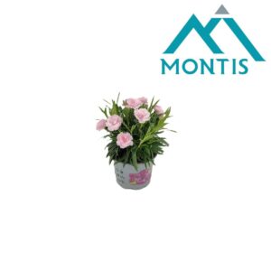 Carnation I Love U Carnation I 'Love' You 10.5 cm
(15 Plants/Order)(10.5cmP 15cmH)