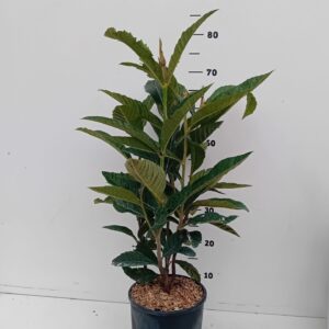 Eriobotrya japonica Eriobotrya Japonica
(1 Plants/Order)(21cmP 40cmH)