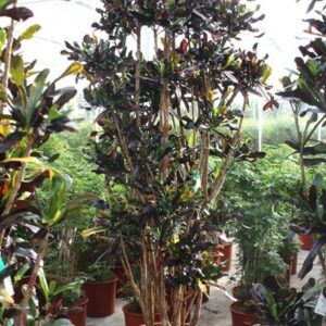 Codiaeum Mammi Codiaeum Mammi (Croton)
(1 Plants/Order)(55cmP 250cmH)
