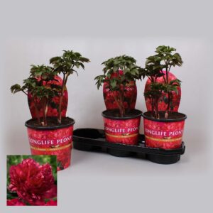 Paeonia Paeonia 19CM red Longlife
(3 Plants/Order)(19cmP 70cmH)