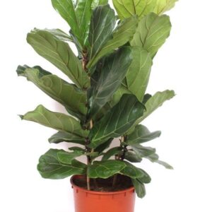 Ficus lyrata Ficus lyrata 3 per Pot
(1 Plants/Order)(34cmP 125cmH)