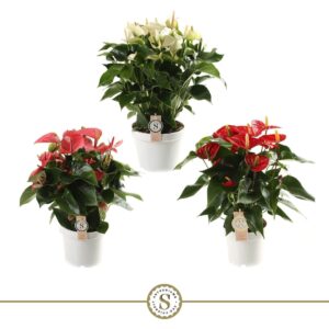 Anthurium mixed Anthurium mix 21cm
(1 Plants/Order)(21cmP 65cmH)