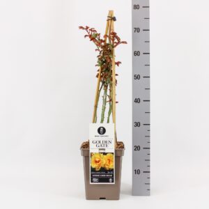 Rosa Rosa (K) Golden Gate ®, C5, 4 stok 90 cm
(1 Plants/Order)(23cmP 40cmH)