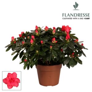 Rhododendron Azalea Flandresse® 'rood' 30 - 32 cm
(6 Plants/Order)(14cmP 30cmH)