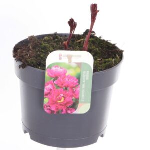 Paeonia Karl Rosenf Paeonia Karl Rosenfield
(1 Plants/Order)(17cmP 25cmH)