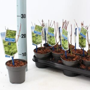 Acer palmatum Seiryu Acer pal. 'Seiryu'
(12 Plants/Order)(10.5cmP 25cmH)