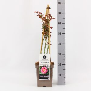 Rosa Rosa (K) Camelot ®, C5, 4 stok 90 cm
(1 Plants/Order)(23cmP 40cmH)