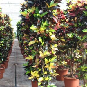 Codiaeum Mrs Iceton Coadieaum Iceton (Croton)
(1 Plants/Order)(55cmP 280cmH)