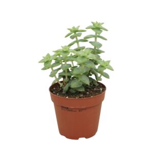 Crassula perforata Crassula perforata 8,5 cm
(18 Plants/Order)(8.5cmP 10cmH)