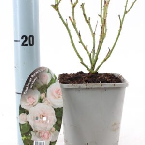 Rosa Rosa Sweet Romanza ®
(8 Plants/Order)(14cmP 10cmH)