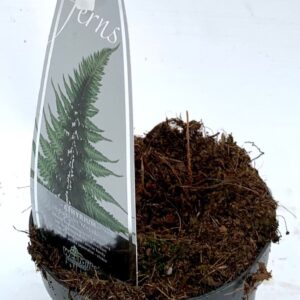 Athyrium niponicum var. pictum Athyrium nip. 'Metallicum' ES11 0,7l
(15 Plants/Order)(11cmP 15cmH)