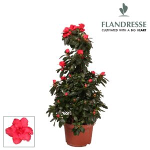 Rhododendron Azalea Flandresse® piramide 'rood' 65 cm
(6 Plants/Order)(17cmP 65cmH)