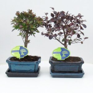 Bonsai Bonsai mix outdoor, 15 cm., broom, with drip tray - Partly without leaves during
(8 Plants/Order)(15cmP 30cmH)