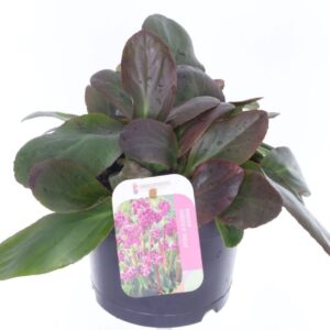 Bergenia cordifolia Eroica Bergenia cordifolia Eroica
(1 Plants/Order)(17cmP 25cmH)