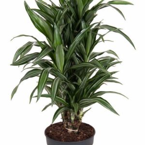 Dracaena Ulises Dracaena Ulises busch P24
(1 Plants/Order)(24cmP 90cmH)